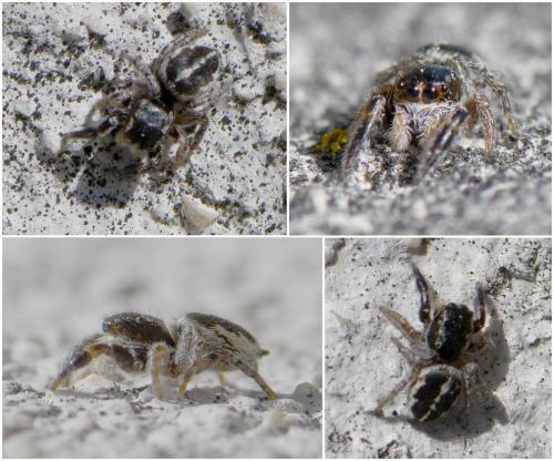 Réf. 249 797 : Pellenes sp.
